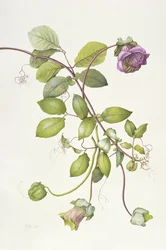 Cobea Escandens, 1995